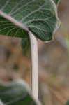 Pinewoods milkweed